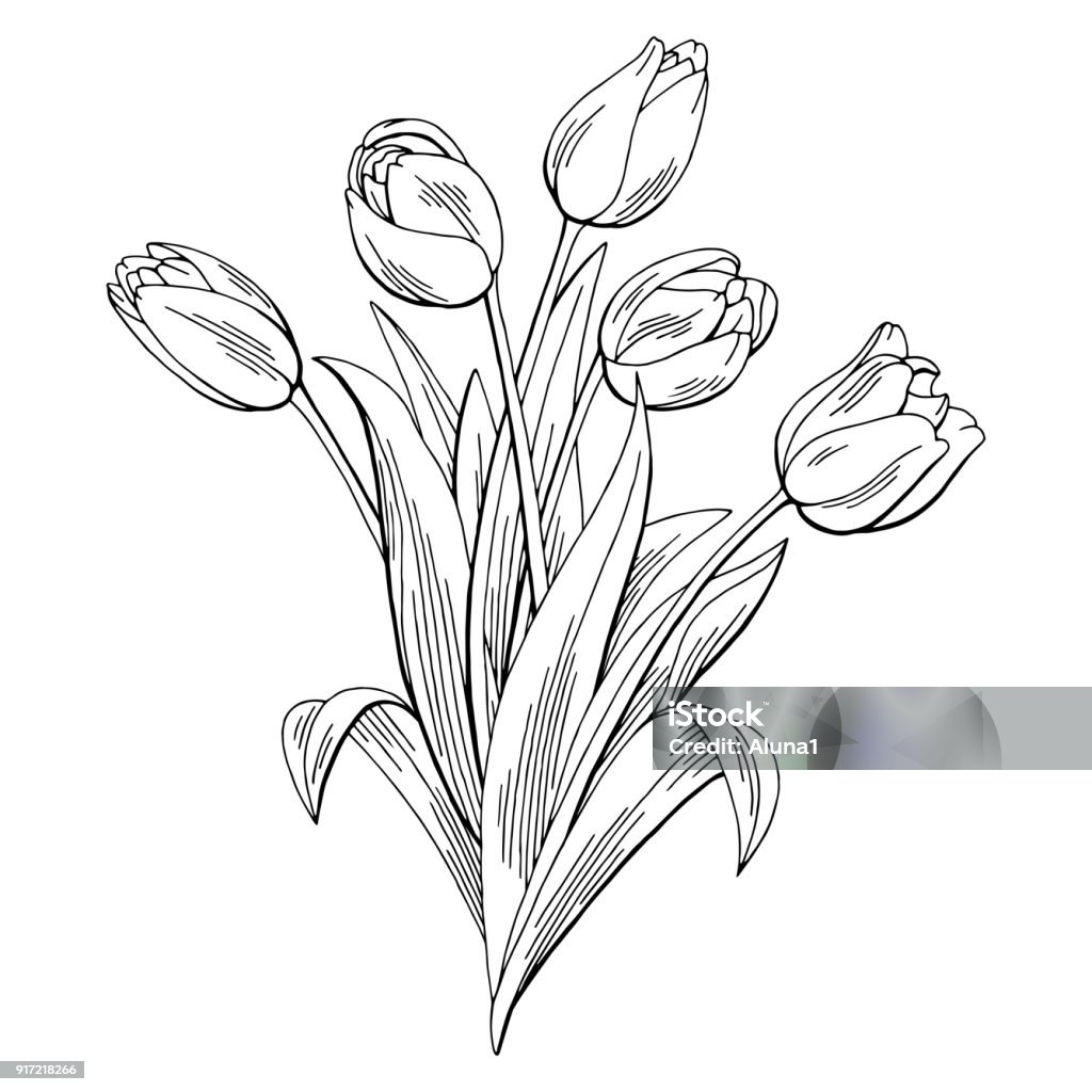 Tulip Flower Graphic Black White Isolated Bouquet Sketch ...