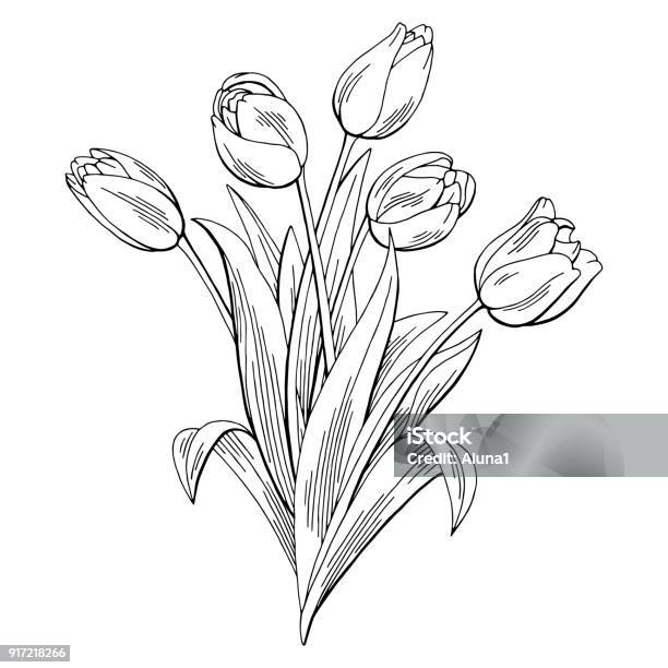 Tulip Flower Graphic Black White Isolated Bouquet Sketch Illustration Vector Stock Illustration - Download Image Now