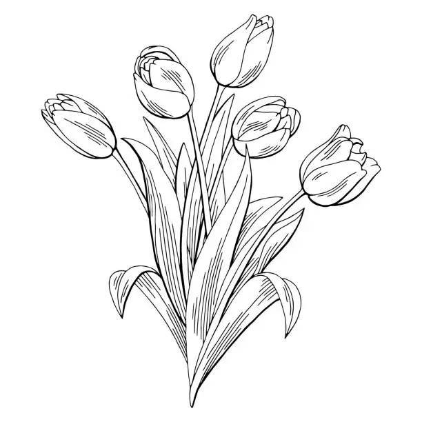 Vector illustration of Tulip flower graphic black white isolated bouquet sketch illustration vector