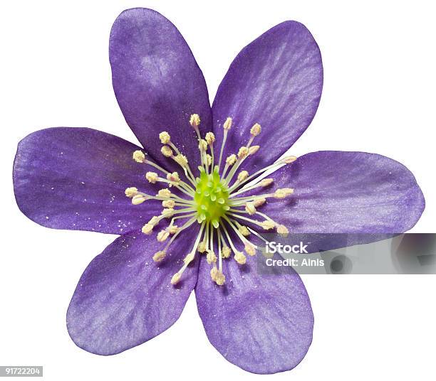 Hepatica 白で分離 - カラー画像のストックフォトや画像を多数ご用意 - カラー画像, クローズアップ, ユキワリソウ