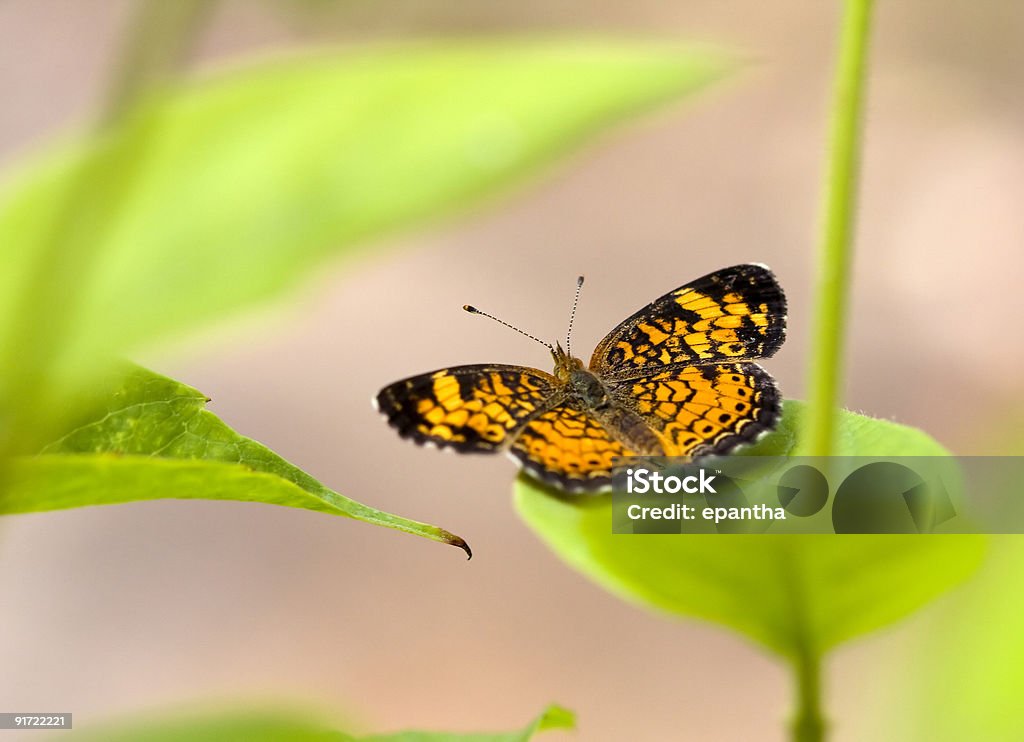 Pearl Crescent - Lizenzfrei Halbmond - Form Stock-Foto