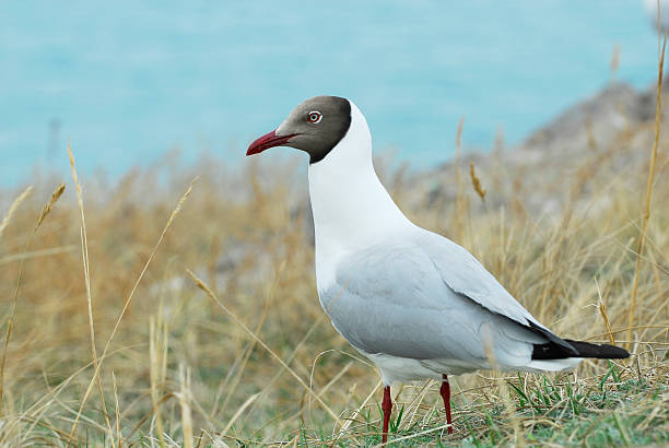 Lone Mouette - Photo