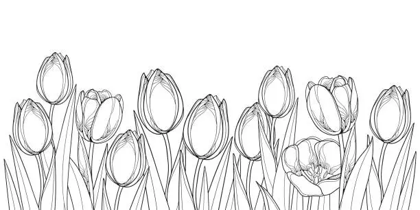 Vector illustration of Vector horizontal border with outline tulip flowers, bud and ornate leaves in black isolated on white background.