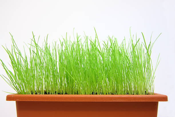 istock Isolated young green grass over the white background. 91722484