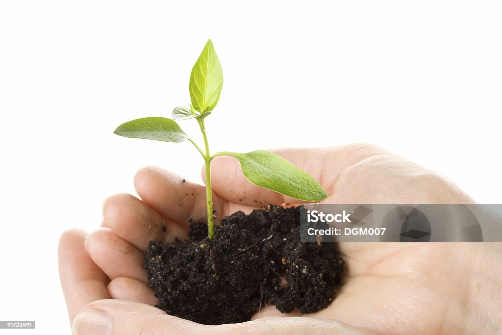 Transplant von einem Baum in weibliche Hände - Lizenzfrei Landwirtschaft Stock-Foto