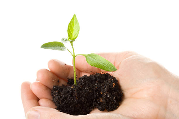 istock Transplant of a tree in female hands 91722491