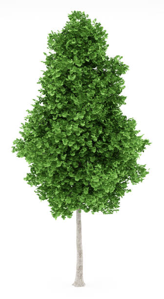 istock ginkgo tree isolated on white background. 3d illustration 917224950