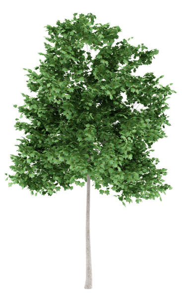 istock tulip tree isolated on white background. 3d illustration 917224952