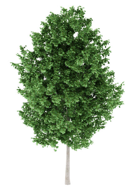 istock tulip tree isolated on white background. 3d illustration 917225136