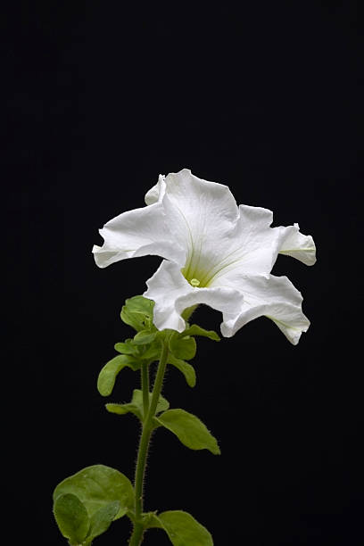 White Flower stock photo