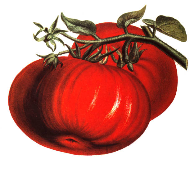 illustration of a Tomatoground,