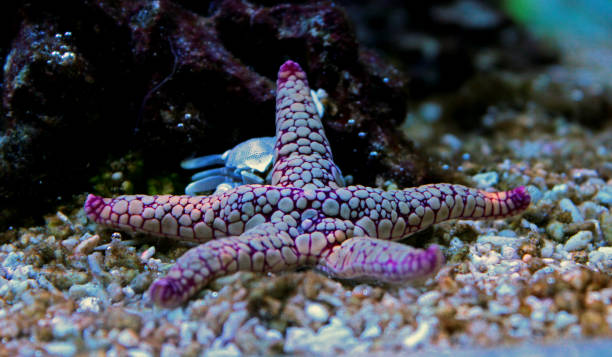 istock Fromia starfish in coral reef aquarium tank 917227842