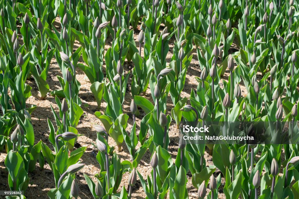 Many untapped tulips in the garden Lot of untapped tulips in a garden Backgrounds Stock Photo