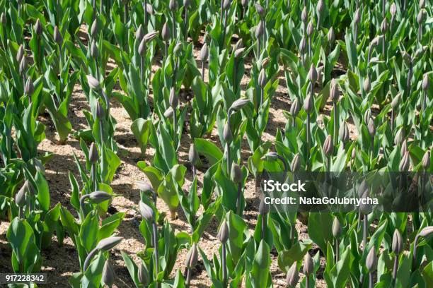 Many Untapped Tulips In The Garden Stock Photo - Download Image Now - Backgrounds, Beauty, Bud