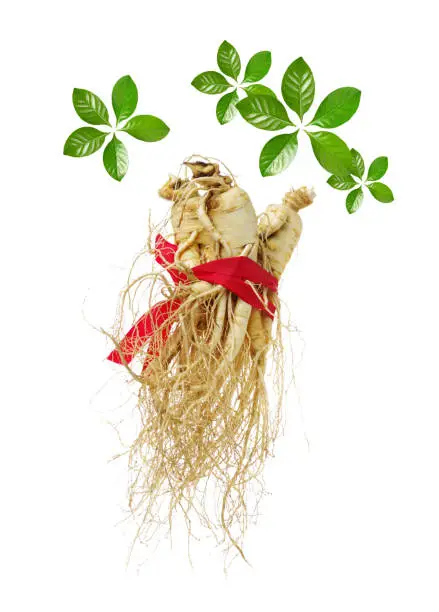 Fresh ginseng   on white background