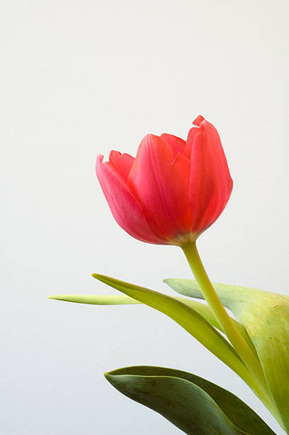 Tulipa vermelha - fotografia de stock