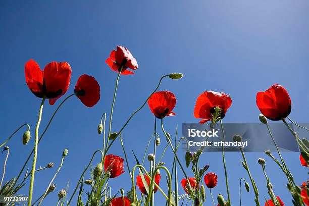 Photo libre de droit de Coquelicots Sous Le Soleil banque d'images et plus d'images libres de droit de Beauté - Beauté, Beauté de la nature, Bleu