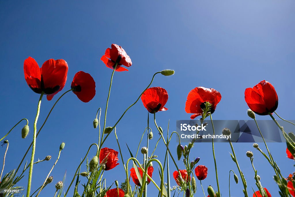 Poppies sotto il sole - Foto stock royalty-free di Ambientazione esterna