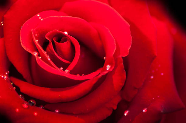 istock Red rose Valentine's Day Red Rose Background 917229550