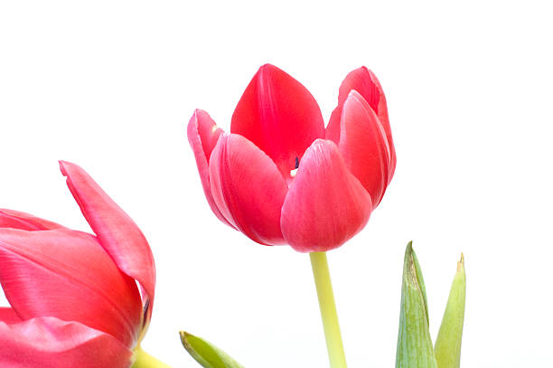 Tulipani rossi - foto stock