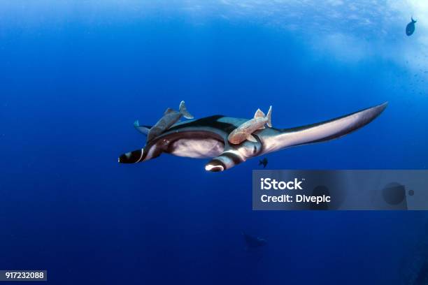 Manta Ray At Socorro Island Stock Photo - Download Image Now - Revillagigedos Islands, Animal, Animal Themes
