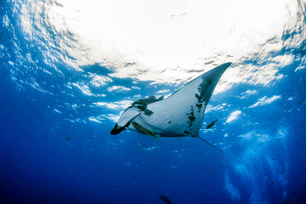istock Manta Ray at Socorro Island 917232350