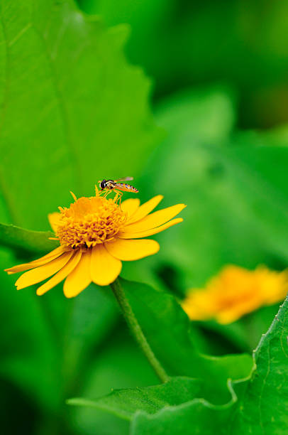 Cтоковое фото Маленький Пчелиный на wild daisy