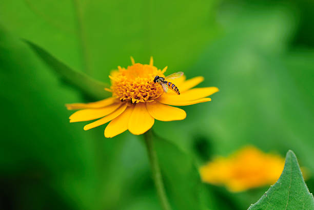 Mini Abeille sur une marguerite sauvage - Photo