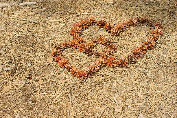 Lots of small pine cones lie in the shape of a heart on the wooden mahogany table. Autumn textured background and plenty of space for text and design.