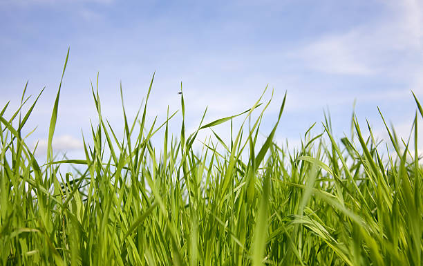 istock Green grass on a background of the sky 91723405
