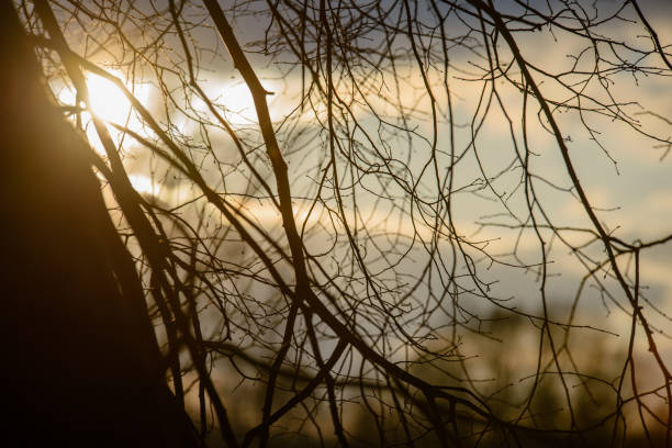 colorful winter sunset on frozen river ice with tree silhouettes and blur background
