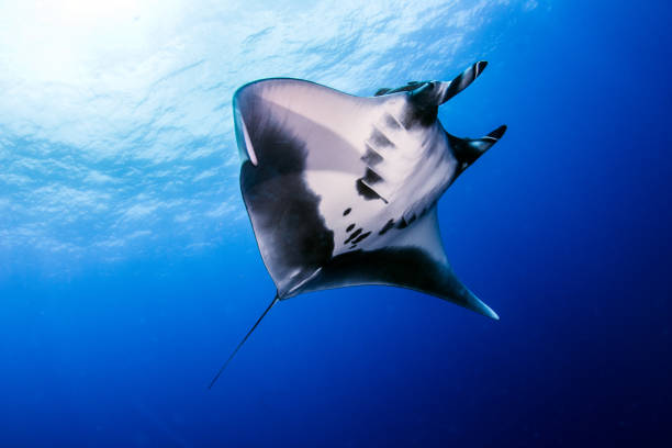 istock Manta Ray at Socorro Island 917236400