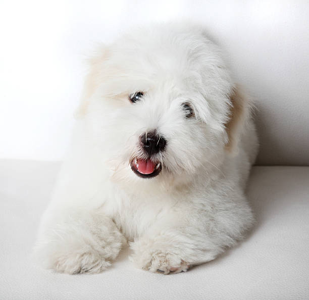 istock Pure Tulear Cotton Puppy 91723685