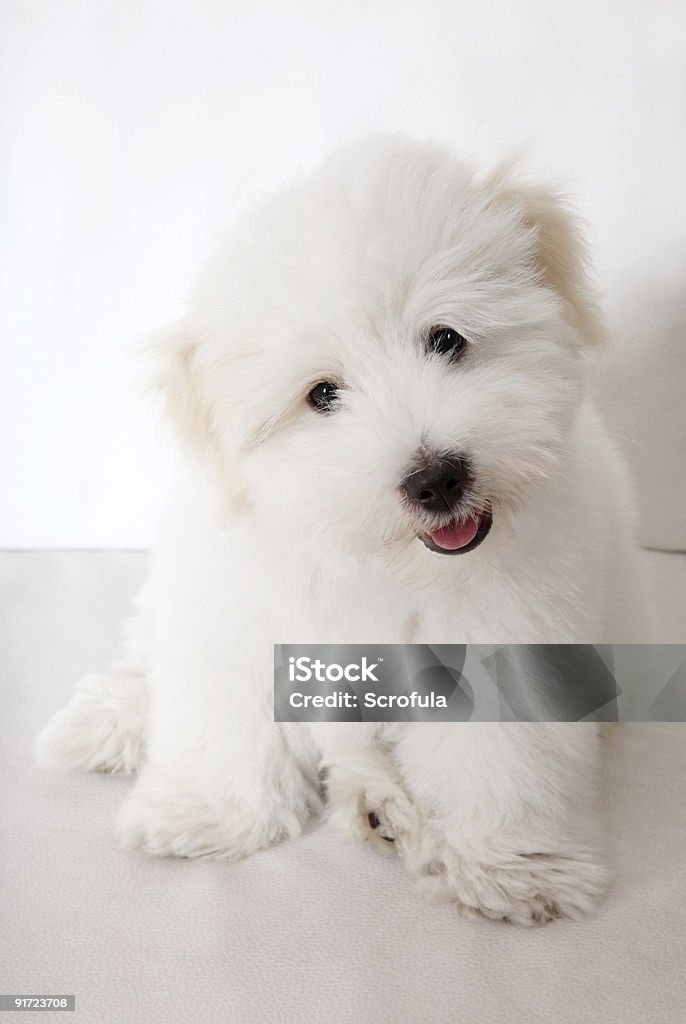 Pure Tulear Cotton Puppy  Animal Stock Photo