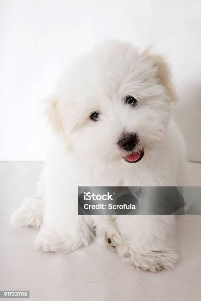 Pure Tulear Cotton Puppy Stock Photo - Download Image Now - Animal, Bichon, Bichon Frise