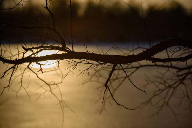 colorful winter sunset on frozen river ice with tree silhouettes and blur background
