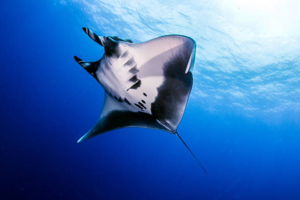 istock Manta Ray at Socorro Island 917237504