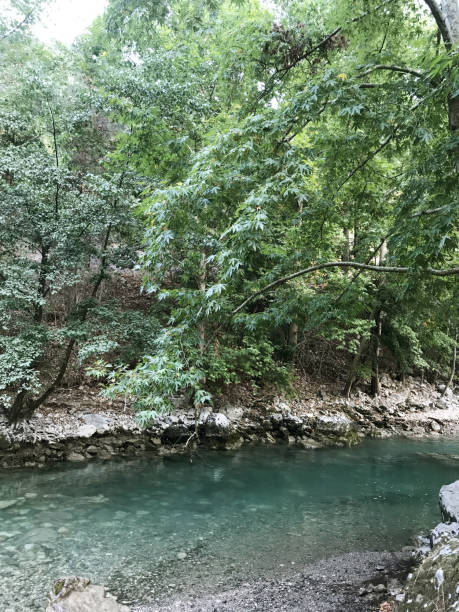 istock trees at the edge of the creek 917238806