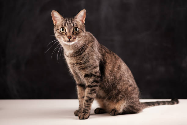 istock Cat in full growth on a white table on a background of a dark black texture wall. 917244866