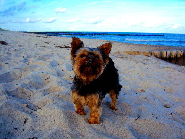 istock happy dog Yorkshire terrier close up on the beach looking up 917251108
