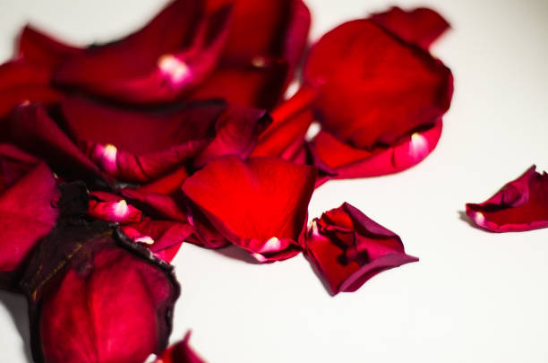 istock Rosa rugosa,rose,flower, petal 917251454