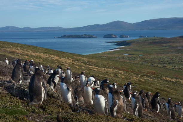 istock Colony of Gentoo Penguins on Carcass Island 917251500
