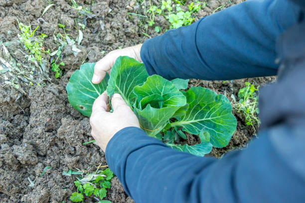 istock Organic lettuce planting 917251562