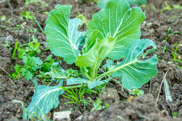 istock Organic lettuce planting 917252102