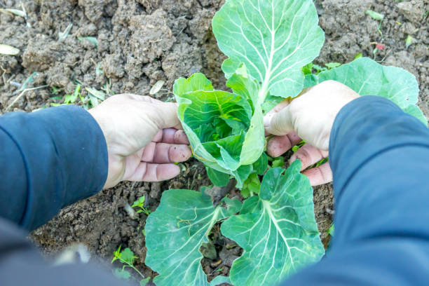 istock Organic lettuce planting 917252262