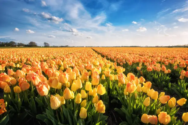 Photo of Tulip plantation in Netherlands, traditional dutch spring rural landscape