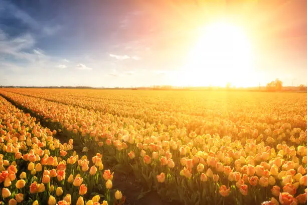 Photo of Sunny tulip field in Netherlands, traditional dutch spring rural landscape
