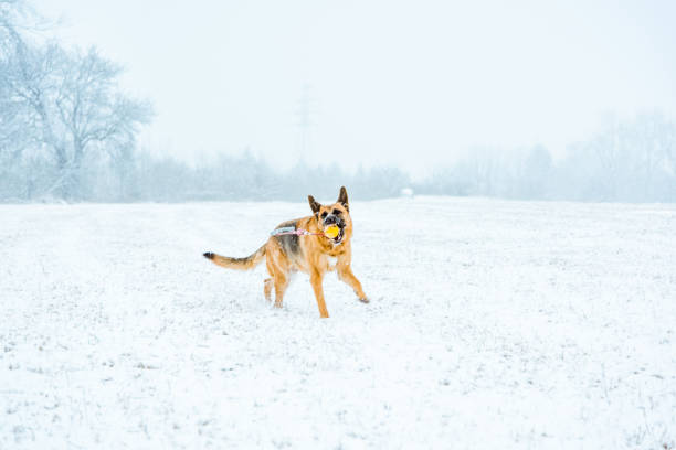 istock Dog play with ball at winter walk in snow 917256308