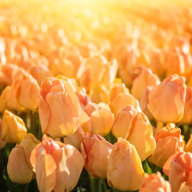 Photo of Spring flower background, blossoming yellow tulip in sunlight