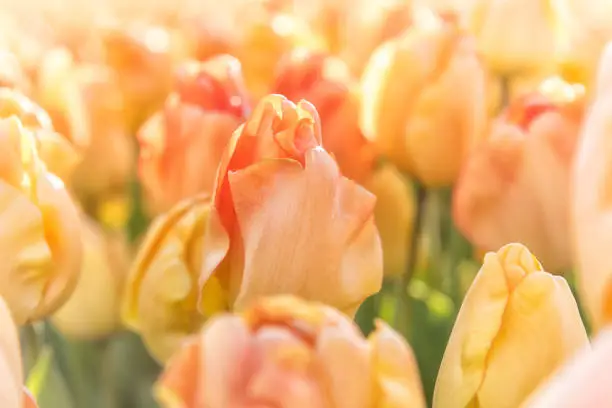 Photo of Spring flower background, blossoming yellow tulip in sunlight